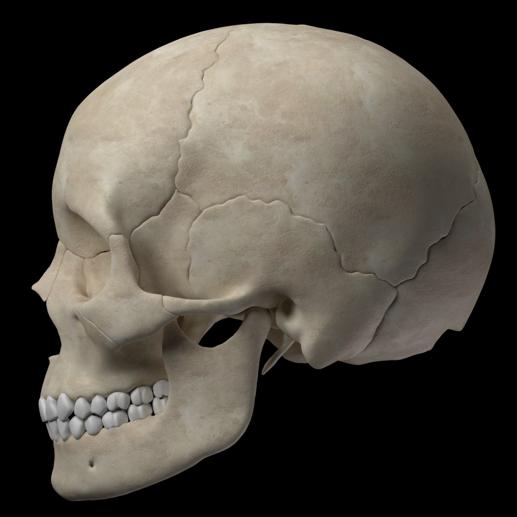 Hight quality  skull  preview image 2
